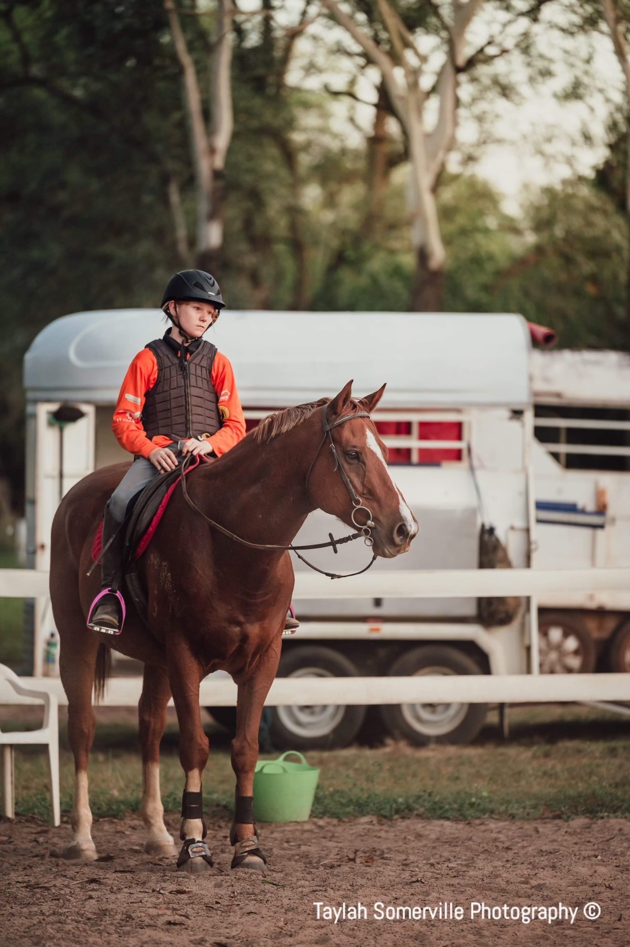 Champion Thoroughbred for an Aspiring Rider | Thoroughbred Racing ...
