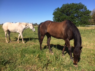 Hawks bay & palmyra boy