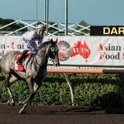 Race 6 Ash Grey